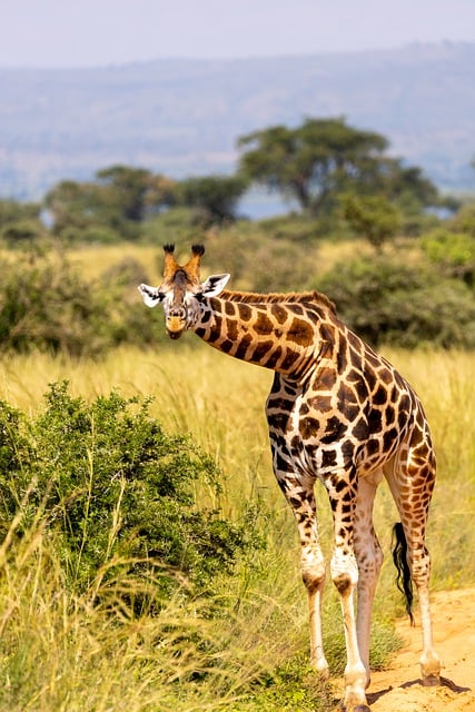 Free download giraffe trees national park free picture to be edited with GIMP free online image editor