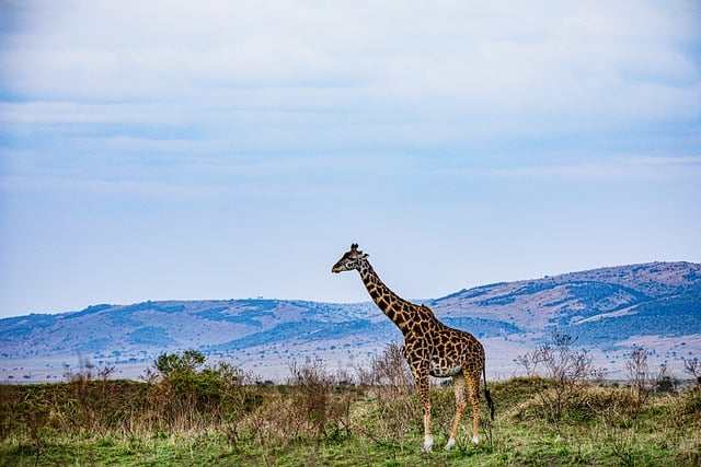 Free download giraffe wild animals wilderness free picture to be edited with GIMP free online image editor