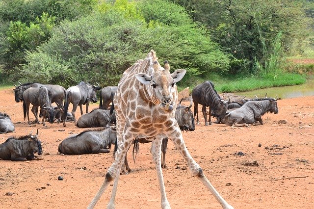 Free download Giraffe Wildlife Africa -  free photo or picture to be edited with GIMP online image editor