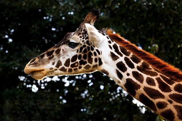 Free download giraffe wildlife nature free picture to be edited with GIMP free online image editor