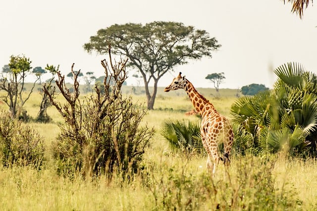 Free download giraffe wildlife safari wilderness free picture to be edited with GIMP free online image editor