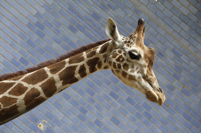 Free download Giraffe Zoo Animal -  free photo or picture to be edited with GIMP online image editor