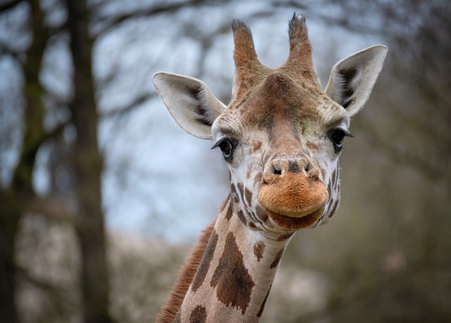 Free download giraffe zoo animal nature mammal free picture to be edited with GIMP free online image editor