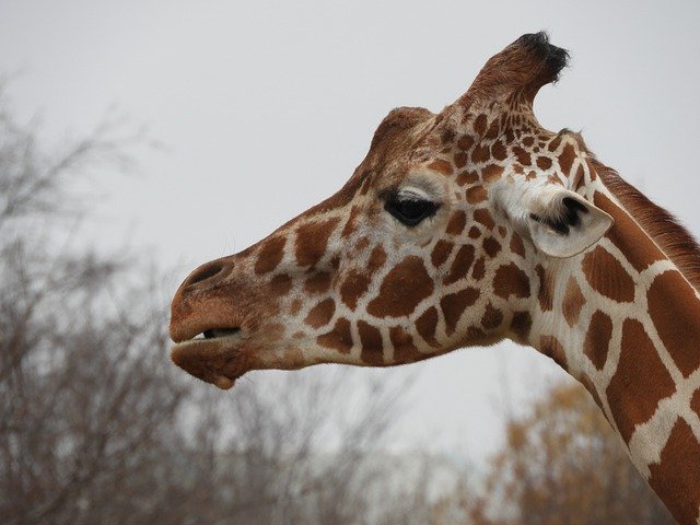 Free download Giraffe Zoo Head -  free photo or picture to be edited with GIMP online image editor