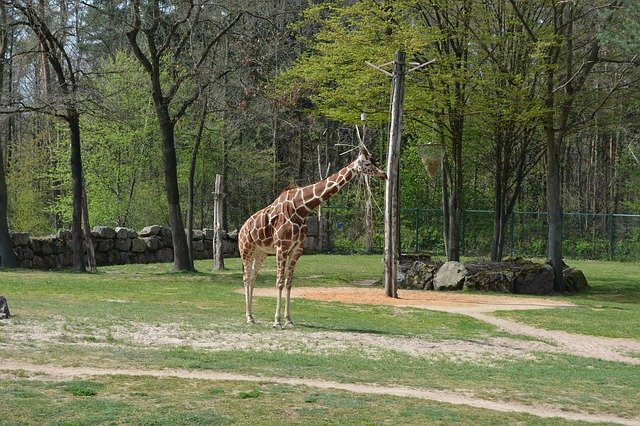 Free download Giraffe Zoo Tiergarten -  free photo or picture to be edited with GIMP online image editor