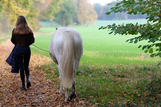 Free download girl pony horse white nature free picture to be edited with GIMP free online image editor