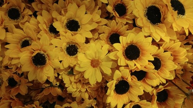 Free download Given Sunflower Flowers -  free photo or picture to be edited with GIMP online image editor