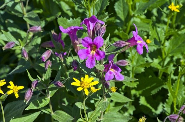 Free download Glacier Alpine Wildflowers -  free photo or picture to be edited with GIMP online image editor