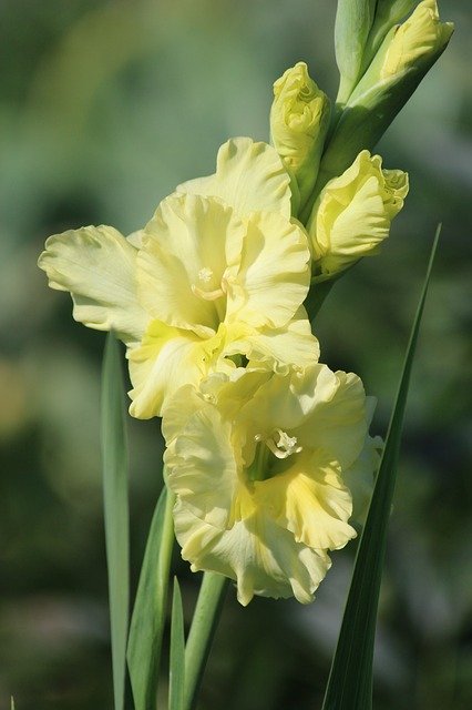 Free download Gladiolus Flowers Garden -  free photo or picture to be edited with GIMP online image editor