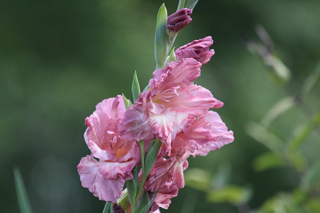 Free download gladiolus flowers garden nature free picture to be edited with GIMP free online image editor