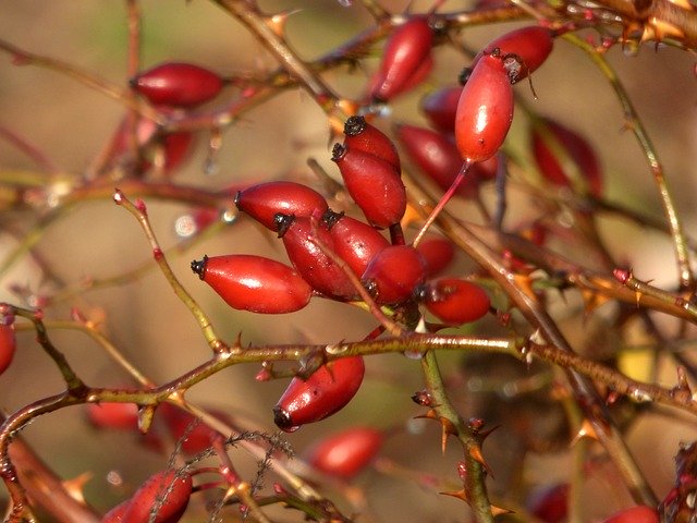 Free download Églantines Fruit Red -  free photo or picture to be edited with GIMP online image editor