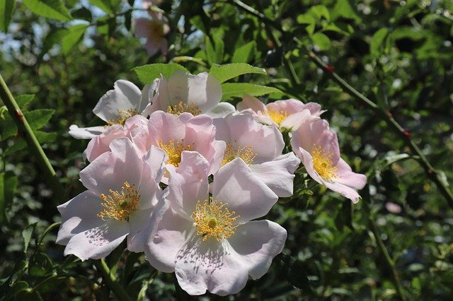 Free download Églantine Wildflower Wild Rose -  free photo or picture to be edited with GIMP online image editor