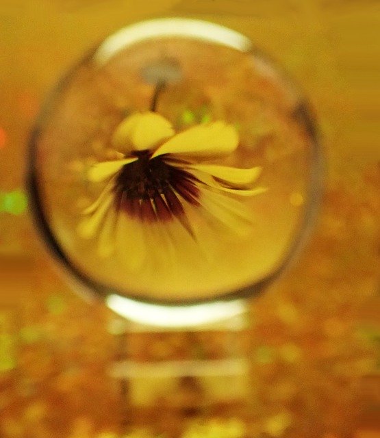 Free download Glass Ball Flower Daisy -  free free photo or picture to be edited with GIMP online image editor