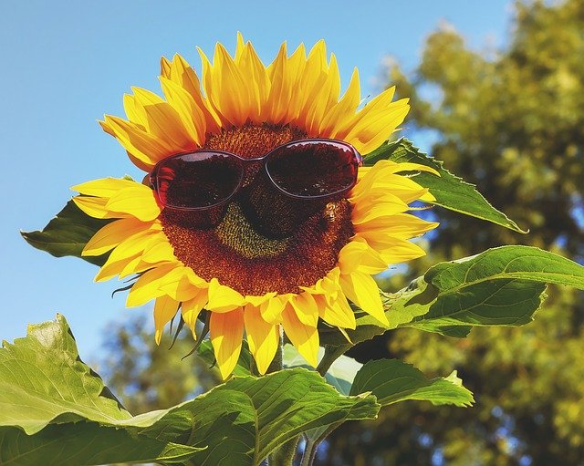 Free download glasses sunglasses sun sunflower free picture to be edited with GIMP free online image editor