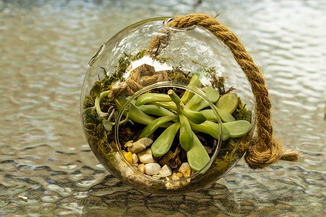 Free download Glass Sphere Planter Cactus -  free photo or picture to be edited with GIMP online image editor