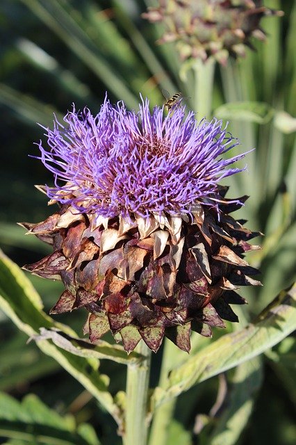 Free download Globe Artichoke Purple Plant -  free photo or picture to be edited with GIMP online image editor