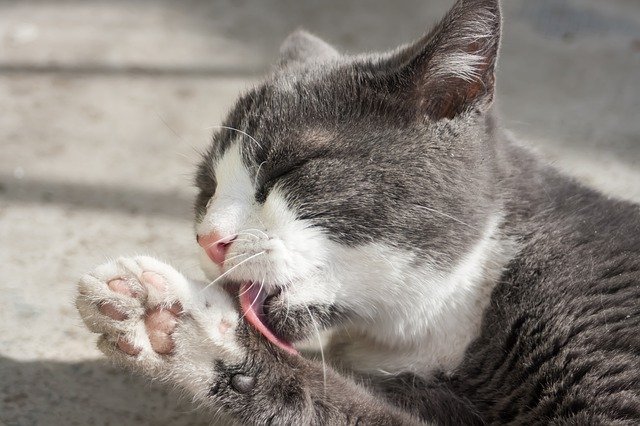 ດາວໂຫລດຟຣີ Glooming Cat Licking - ຮູບພາບຫຼືຮູບພາບທີ່ບໍ່ເສຍຄ່າເພື່ອແກ້ໄຂດ້ວຍຕົວແກ້ໄຂຮູບພາບອອນໄລນ໌ GIMP