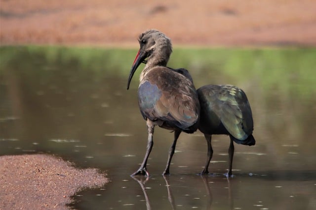 Free download glossy ibis kruger national park free picture to be edited with GIMP free online image editor