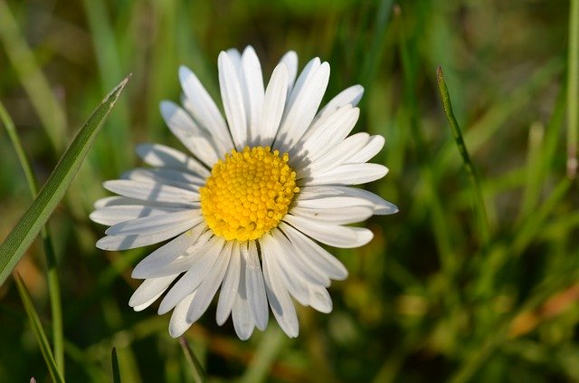 Free download Gänseblümchen Flower -  free photo or picture to be edited with GIMP online image editor