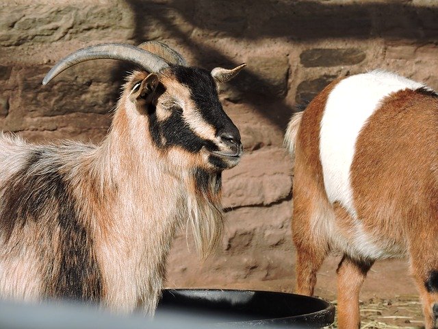 Free download Goat Animals Eyes -  free photo or picture to be edited with GIMP online image editor