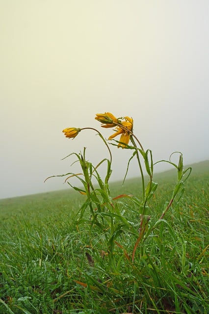 Free download goat beard flower plant grass free picture to be edited with GIMP free online image editor