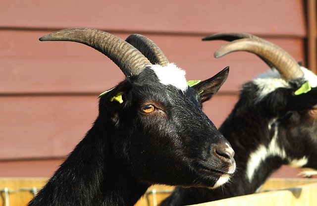 Free download Goat Black Pet -  free photo or picture to be edited with GIMP online image editor