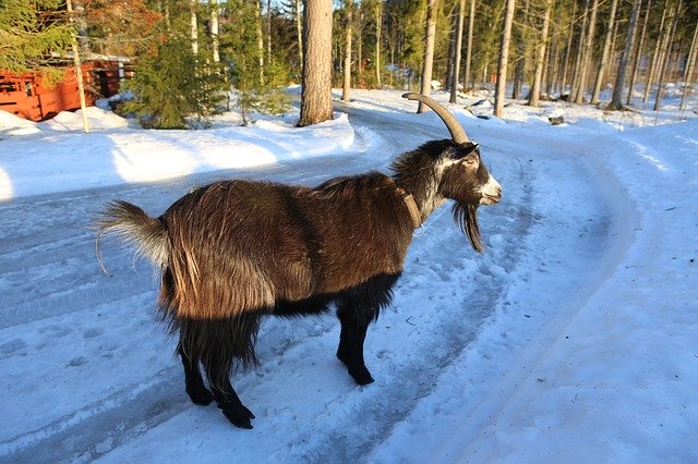 Free download Goat Claus Mammal -  free photo or picture to be edited with GIMP online image editor