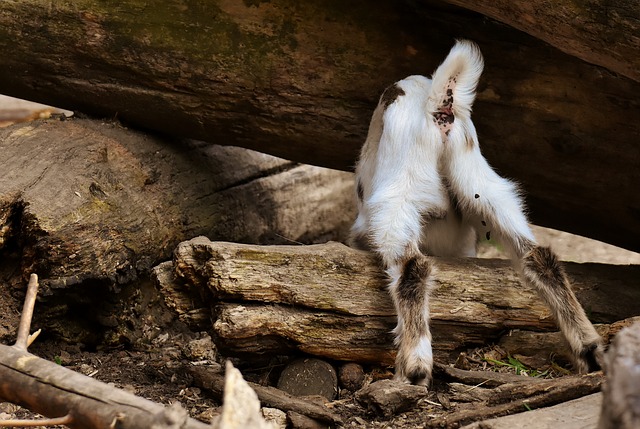 Free download goat cub curious playful romp free picture to be edited with GIMP free online image editor