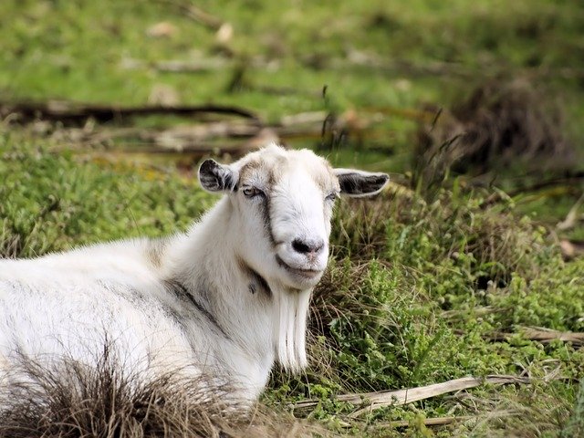 Free download Goat Face Beard free photo template to be edited with GIMP online image editor