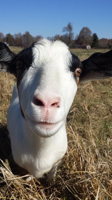 Free download Goat Face Farm -  free photo or picture to be edited with GIMP online image editor