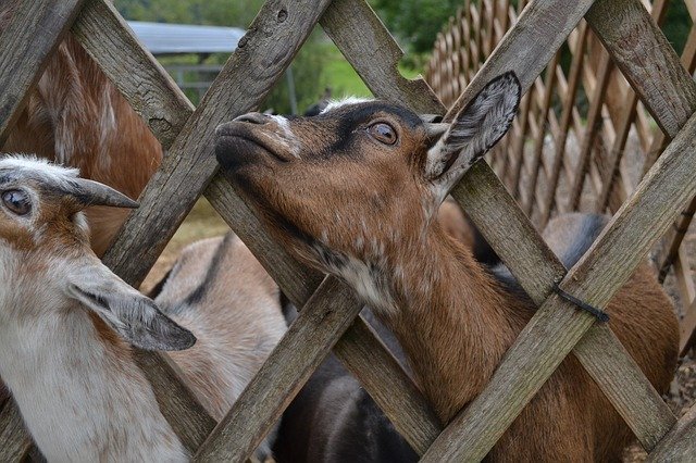 Free download Goat Farm Animals -  free photo or picture to be edited with GIMP online image editor