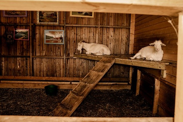 Free download Goat Farm Indoor -  free photo or picture to be edited with GIMP online image editor