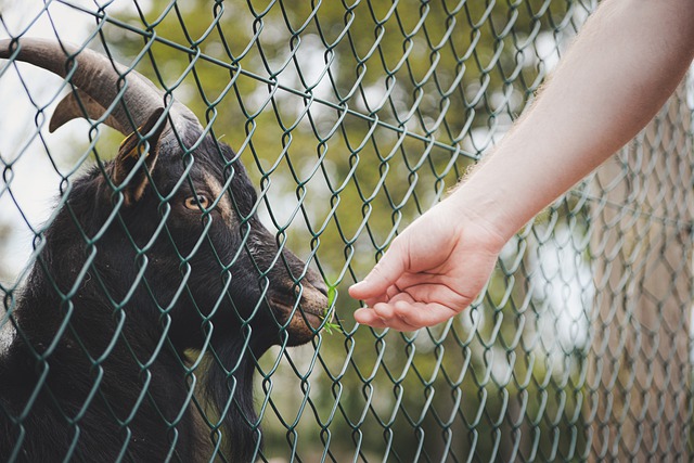 Free download goat feeding wildlife park animal free picture to be edited with GIMP free online image editor