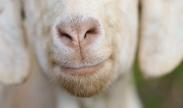 Free download goat goat mouth maul snorted nose free picture to be edited with GIMP free online image editor