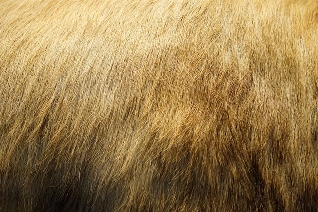 Free download goat golden fleece fur animal free picture to be edited with GIMP free online image editor