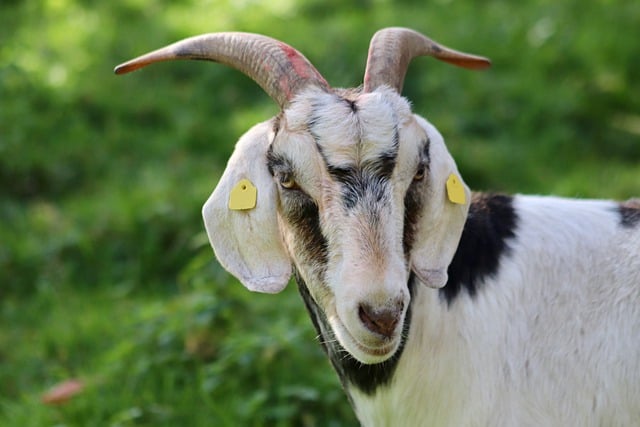 Free download goat horned domestic goat free picture to be edited with GIMP free online image editor