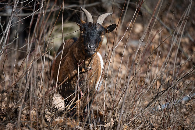 Free download goat horns domestic goat animal free picture to be edited with GIMP free online image editor