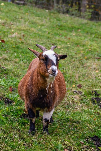 Free download goat horns fur animal portrait free picture to be edited with GIMP free online image editor