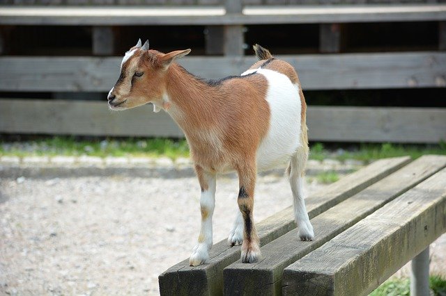 Free download Goat Kids Zoo -  free photo or picture to be edited with GIMP online image editor