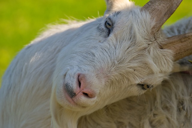 Free download goat mammal face animal livestock free picture to be edited with GIMP free online image editor