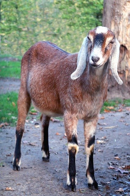 Free download Goat Nubian Goats -  free photo or picture to be edited with GIMP online image editor