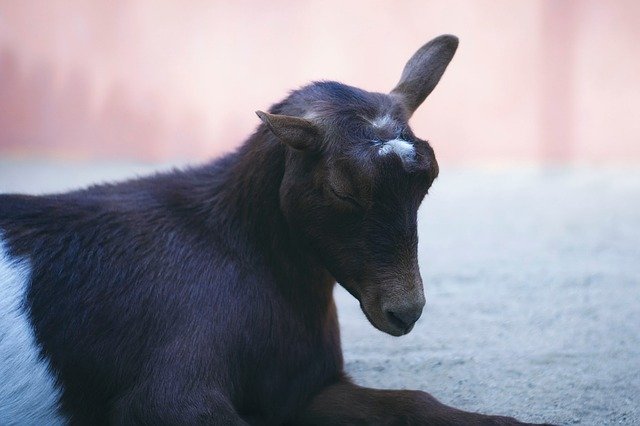 Free download Goat Pastel Love -  free photo or picture to be edited with GIMP online image editor