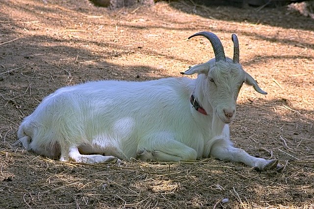 Free download Goat Pets Herbivore -  free photo or picture to be edited with GIMP online image editor