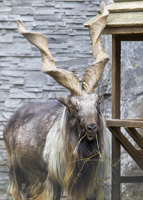 Free download goat ram mountain mountain goats free picture to be edited with GIMP free online image editor