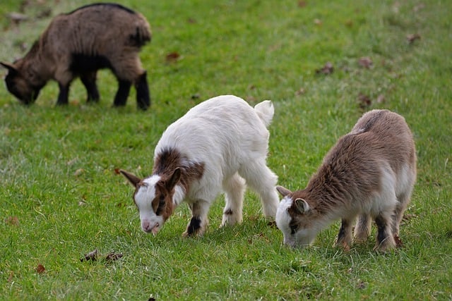 Free download goats domestic goats young animals free picture to be edited with GIMP free online image editor