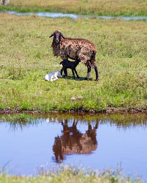 Free download goat sheep mother and son animal free picture to be edited with GIMP free online image editor