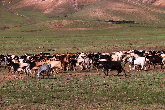 Free download goats herd of goats agriculture free picture to be edited with GIMP free online image editor