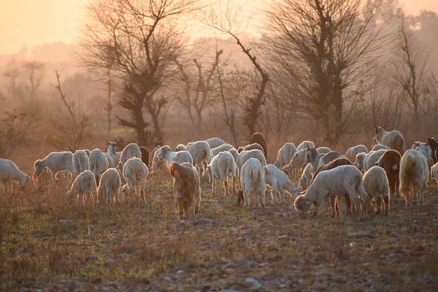 Free download goats sheep sunset livestock flock free picture to be edited with GIMP free online image editor