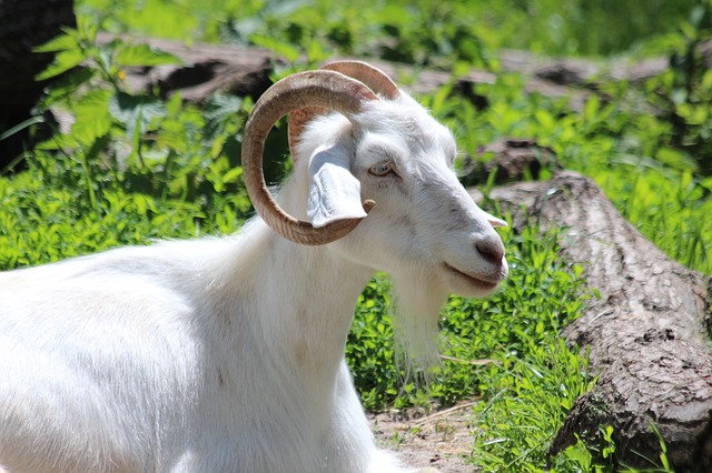 Free download goat white goat animal white animal free picture to be edited with GIMP free online image editor