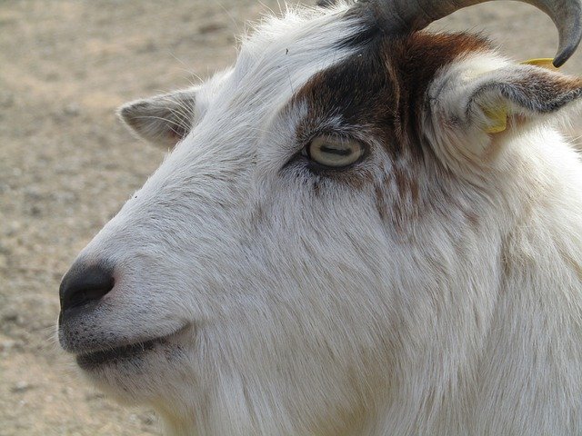 Free download Goat White Portrait -  free photo or picture to be edited with GIMP online image editor